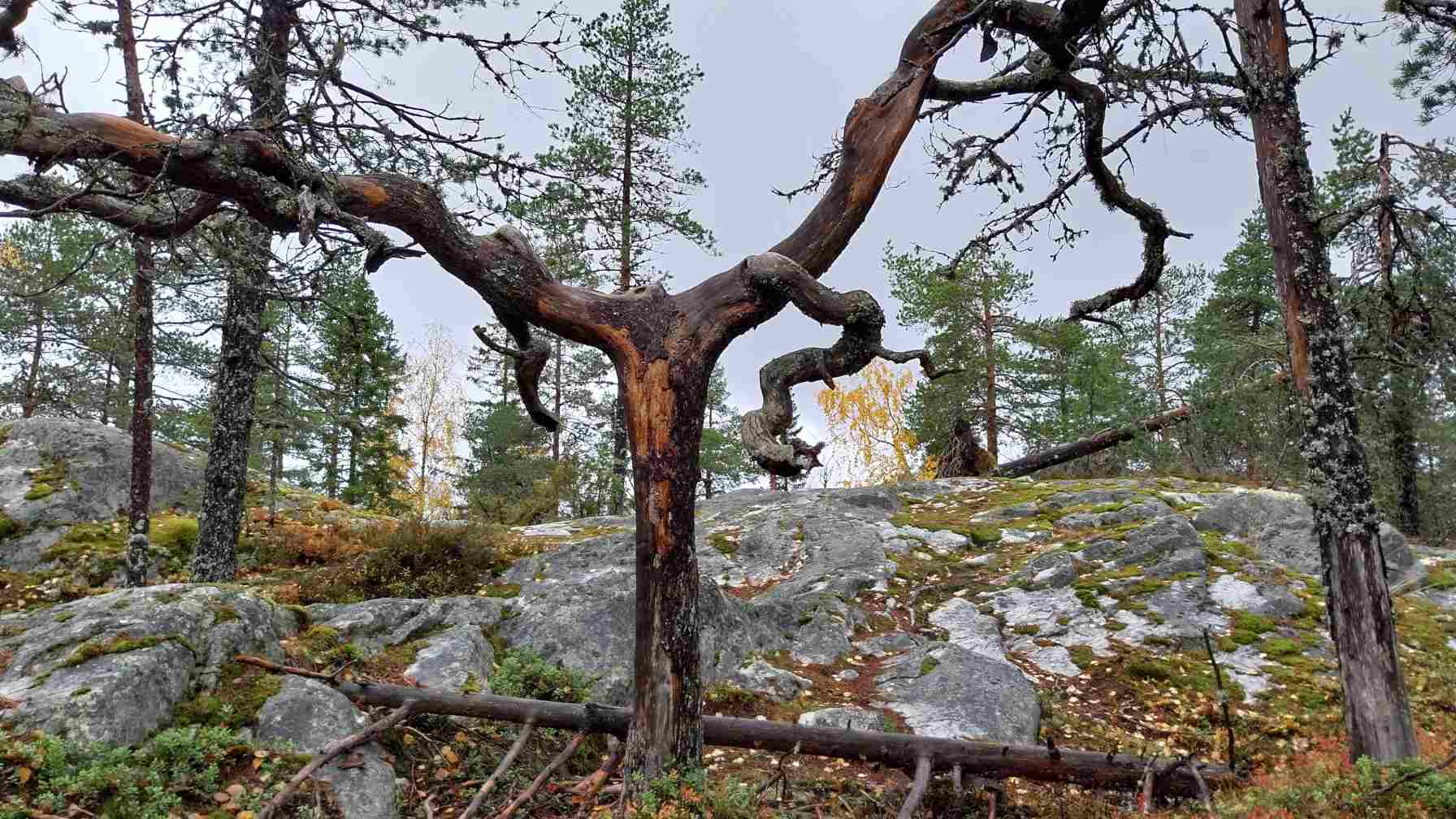 Keloontunut ja vääntynyt mänty seisoo kallioisella vaaranrinteellä. Taustalla kohoaa harvaa mäntymetsää ja jäkäläisiä kalliolohkareita harmaan taivaan alla.